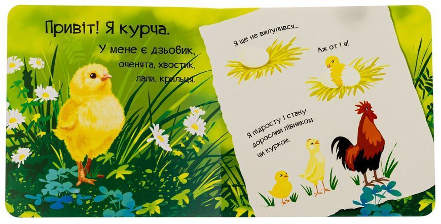 "Знайомся, я курча" Марія Жученко 61 фото